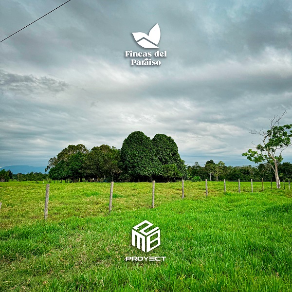 Pastizal del Proyecto Fincas