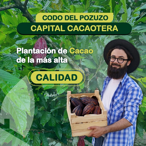 Plantación de Cacao de la más alta calidad
