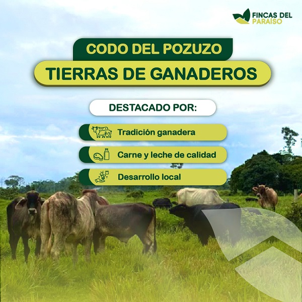 Codo del Pozuzo Tierra de Ganaderos