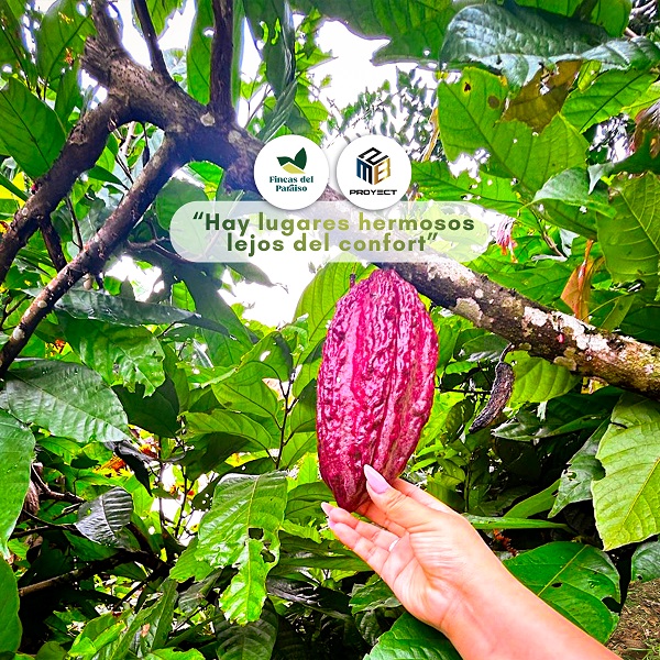 Un fruto de cacao en Fincas del Paraíso