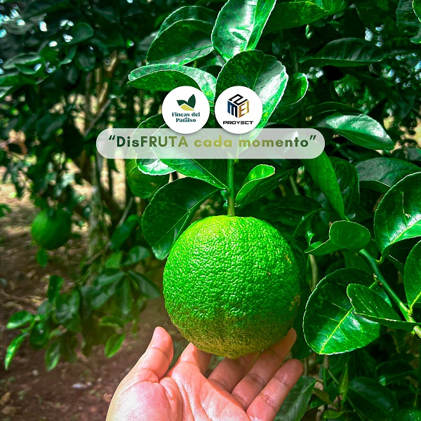 Un fruto de limón en Fincas del Paraíso